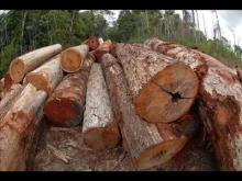 Embedded thumbnail for Utilisation durable des ressources forestières