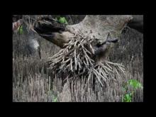 Embedded thumbnail for Importancia do manguezal no distrito de Angoche, Mozambique